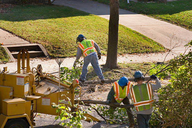 How Our Tree Care Process Works  in Lake Dalecarlia, IN